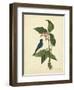 Catesby Bird & Botanical IV-Mark Catesby-Framed Art Print