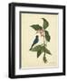 Catesby Bird & Botanical IV-Mark Catesby-Framed Art Print