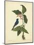 Catesby Bird & Botanical IV-Mark Catesby-Mounted Art Print