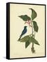 Catesby Bird & Botanical IV-Mark Catesby-Framed Stretched Canvas