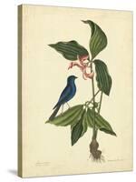 Catesby Bird & Botanical IV-Mark Catesby-Stretched Canvas