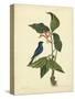 Catesby Bird & Botanical IV-Mark Catesby-Stretched Canvas