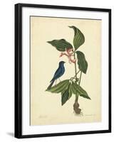 Catesby Bird & Botanical IV-Mark Catesby-Framed Art Print