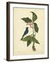 Catesby Bird & Botanical IV-Mark Catesby-Framed Art Print