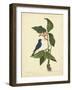 Catesby Bird & Botanical IV-Mark Catesby-Framed Art Print