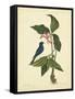 Catesby Bird & Botanical IV-Mark Catesby-Framed Stretched Canvas