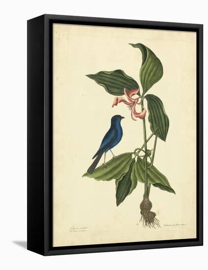 Catesby Bird & Botanical IV-Mark Catesby-Framed Stretched Canvas
