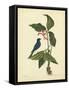 Catesby Bird & Botanical IV-Mark Catesby-Framed Stretched Canvas