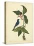 Catesby Bird & Botanical IV-Mark Catesby-Stretched Canvas