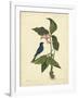 Catesby Bird & Botanical IV-Mark Catesby-Framed Art Print