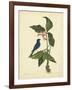 Catesby Bird & Botanical IV-Mark Catesby-Framed Art Print