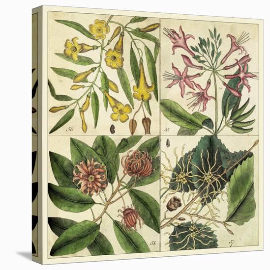 Catesby Botanical Quadrant I-Mark Catesby-Stretched Canvas