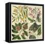 Catesby Botanical Quadrant I-Mark Catesby-Framed Stretched Canvas