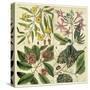 Catesby Botanical Quadrant I-Mark Catesby-Stretched Canvas