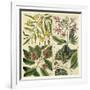 Catesby Botanical Quadrant I-Mark Catesby-Framed Art Print