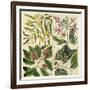 Catesby Botanical Quadrant I-Mark Catesby-Framed Art Print