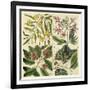 Catesby Botanical Quadrant I-Mark Catesby-Framed Art Print