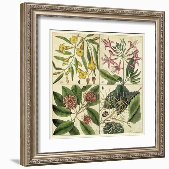 Catesby Botanical Quadrant I-Mark Catesby-Framed Art Print