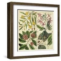 Catesby Botanical Quadrant I-Mark Catesby-Framed Art Print