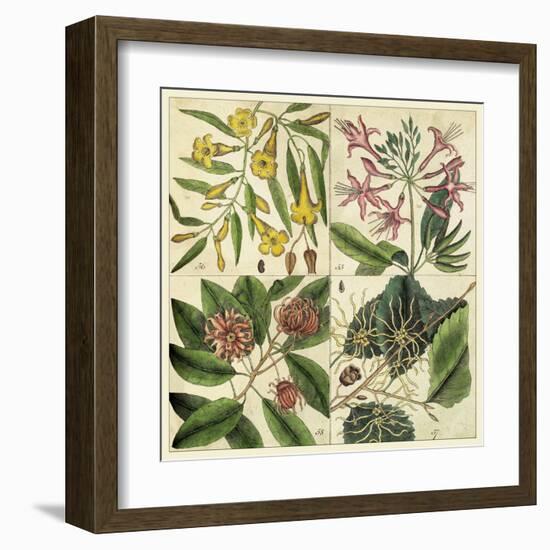 Catesby Botanical Quadrant I-Mark Catesby-Framed Art Print