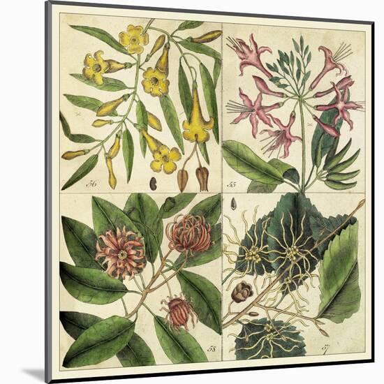 Catesby Botanical Quadrant I-Mark Catesby-Mounted Art Print