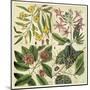 Catesby Botanical Quadrant I-Mark Catesby-Mounted Art Print