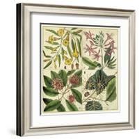 Catesby Botanical Quadrant I-Mark Catesby-Framed Art Print