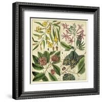 Catesby Botanical Quadrant I-Mark Catesby-Framed Art Print