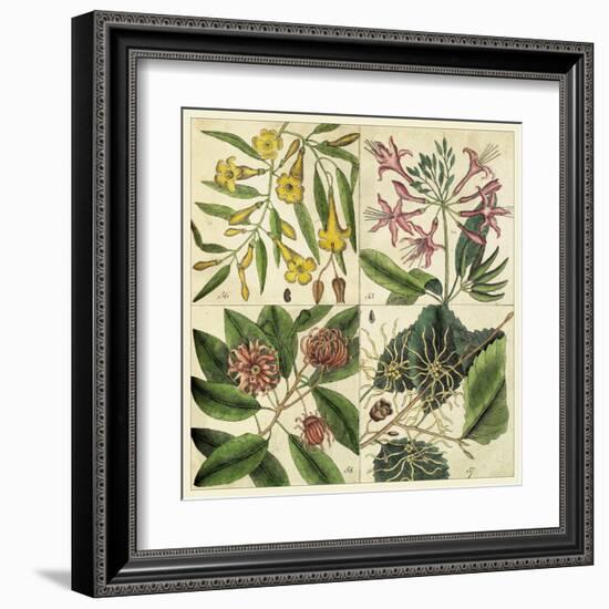 Catesby Botanical Quadrant I-Mark Catesby-Framed Art Print