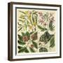 Catesby Botanical Quadrant I-Mark Catesby-Framed Art Print