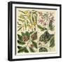 Catesby Botanical Quadrant I-Mark Catesby-Framed Art Print