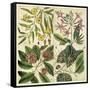 Catesby Botanical Quadrant I-Mark Catesby-Framed Stretched Canvas