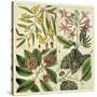 Catesby Botanical Quadrant I-Mark Catesby-Stretched Canvas