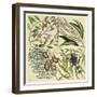 Catesby Botanical Quadrant IV-Mark Catesby-Framed Art Print