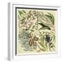 Catesby Botanical Quadrant IV-Mark Catesby-Framed Art Print