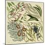 Catesby Botanical Quadrant IV-Mark Catesby-Mounted Art Print