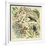 Catesby Botanical Quadrant IV-Mark Catesby-Framed Art Print