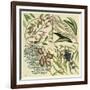 Catesby Botanical Quadrant IV-Mark Catesby-Framed Art Print