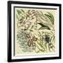 Catesby Botanical Quadrant IV-Mark Catesby-Framed Art Print