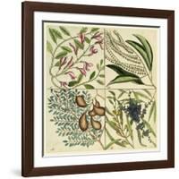 Catesby Botanical Quadrant IV-Mark Catesby-Framed Art Print