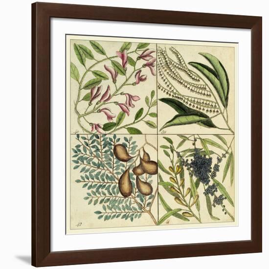 Catesby Botanical Quadrant IV-Mark Catesby-Framed Art Print