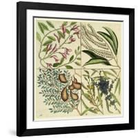 Catesby Botanical Quadrant IV-Mark Catesby-Framed Art Print