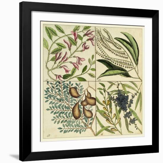 Catesby Botanical Quadrant IV-Mark Catesby-Framed Art Print