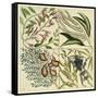 Catesby Botanical Quadrant IV-Mark Catesby-Framed Stretched Canvas