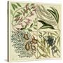 Catesby Botanical Quadrant IV-Mark Catesby-Stretched Canvas