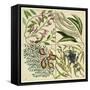 Catesby Botanical Quadrant IV-Mark Catesby-Framed Stretched Canvas
