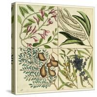 Catesby Botanical Quadrant IV-Mark Catesby-Stretched Canvas