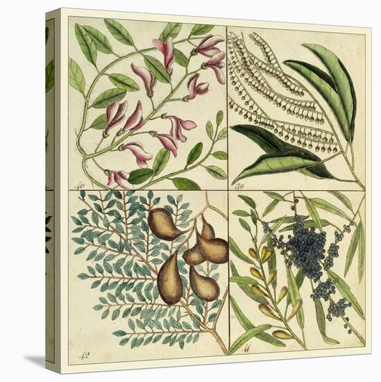 Catesby Botanical Quadrant IV-Mark Catesby-Stretched Canvas