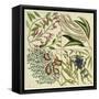 Catesby Botanical Quadrant IV-Mark Catesby-Framed Stretched Canvas