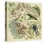 Catesby Botanical Quadrant IV-Mark Catesby-Stretched Canvas